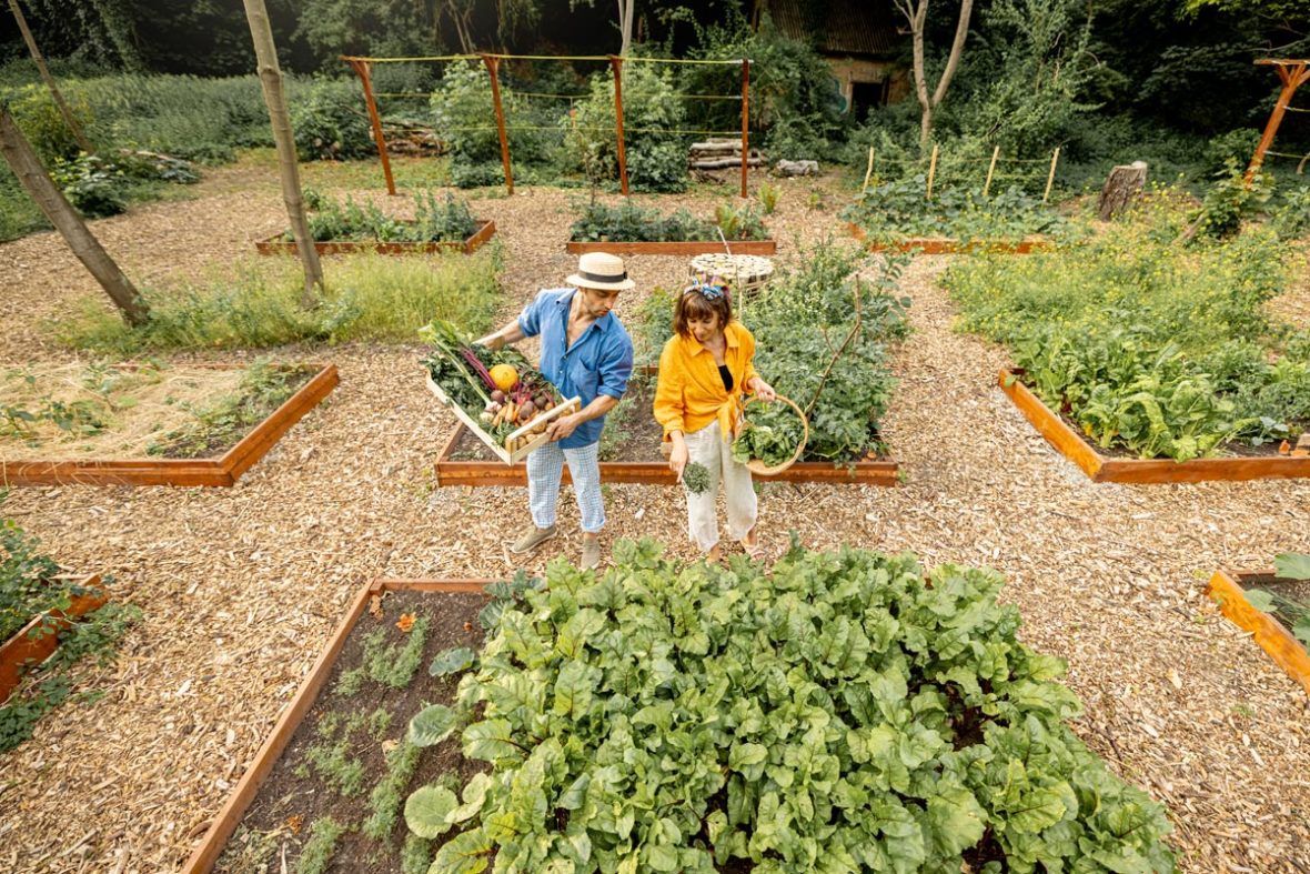 8 légumes à semer ou planter en mars et avril au potager