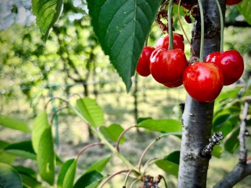 Voici 7 fruits savoureux à planter dans votre jardin en avril