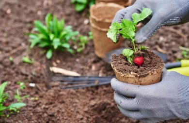 Concombre Et Tomate Au Potager Faut Il Les Planter Ensemble