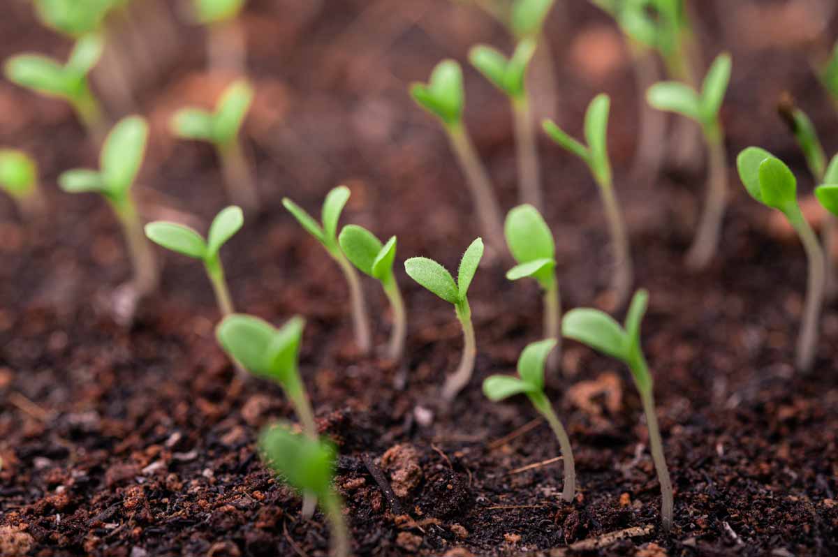 Tout autour du bac de jardinage