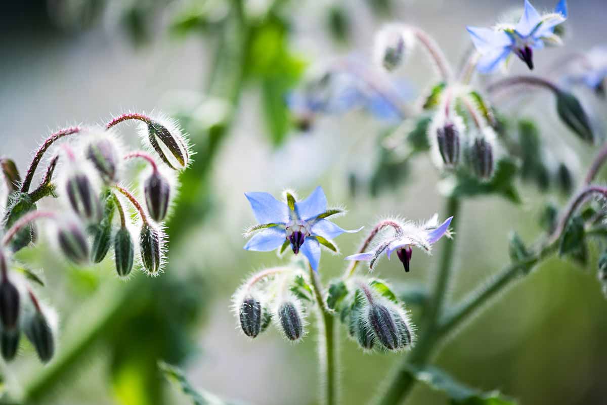 Tout savoir sur l’association de la bourrache dans un potager