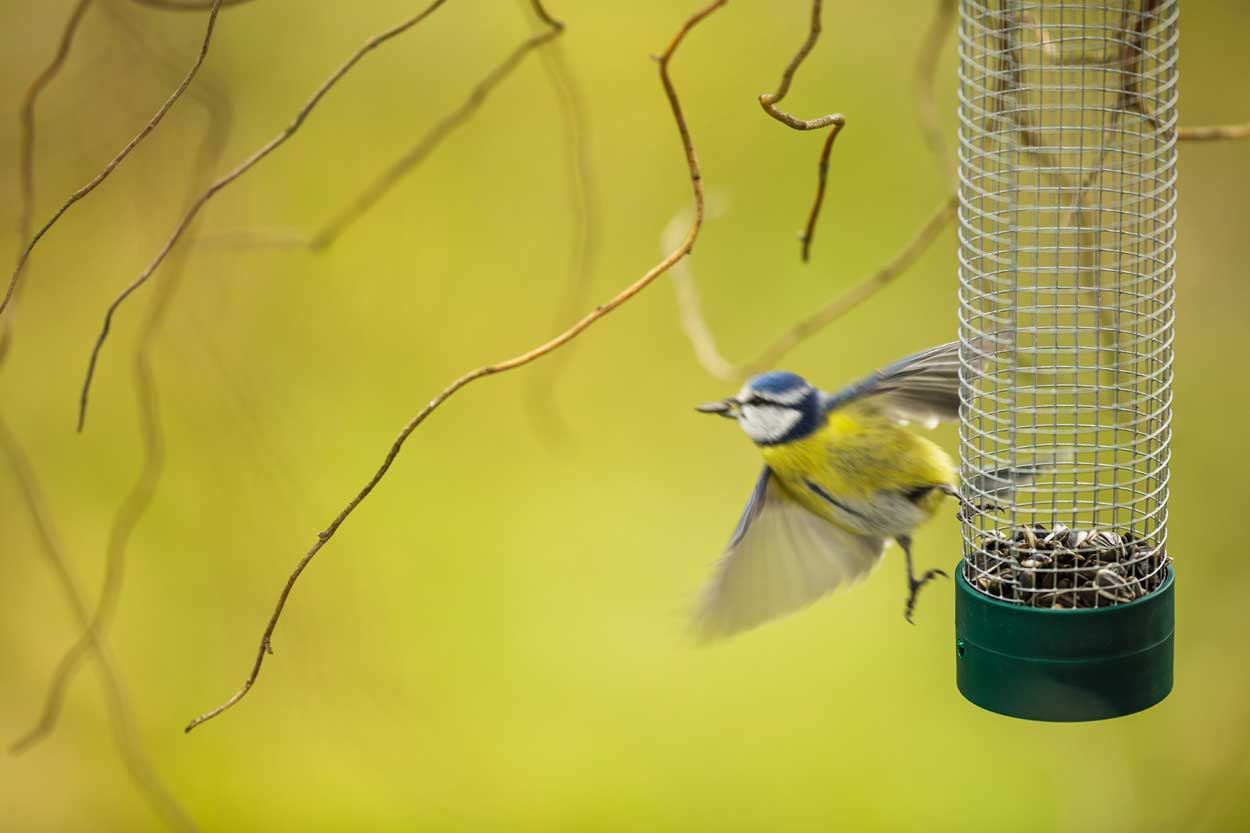 Installer une mangeoire pour les oiseaux dans son jardin