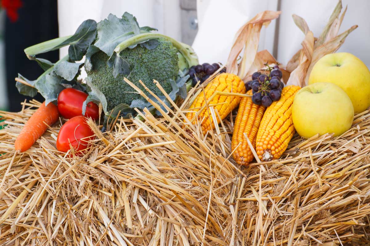 Voici les avantages d’acheter de la paille pour le potager