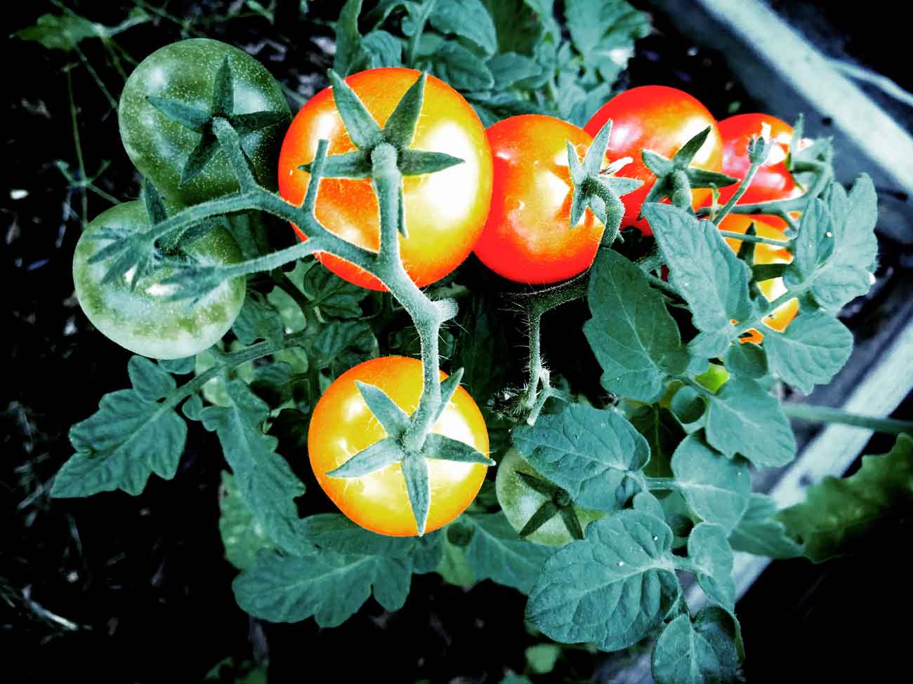 Quand planter les tomates-cerises avec la Lune ?