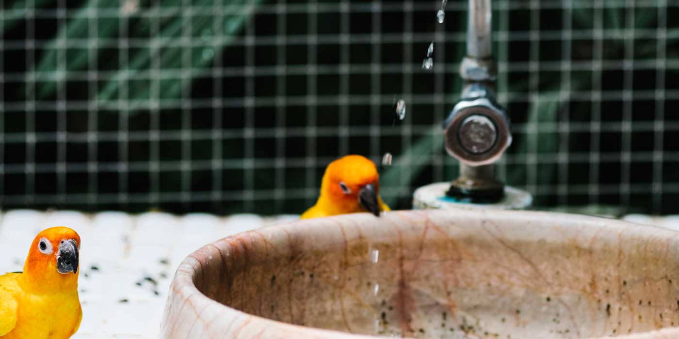 Choisir et installer des bains et abreuvoirs pour oiseaux