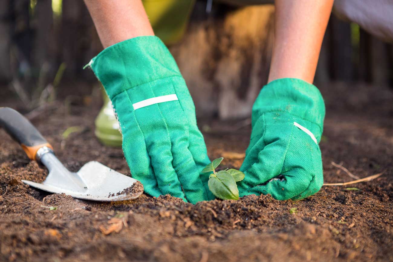 On plante quoi dans son jardin en mai 2022 ?