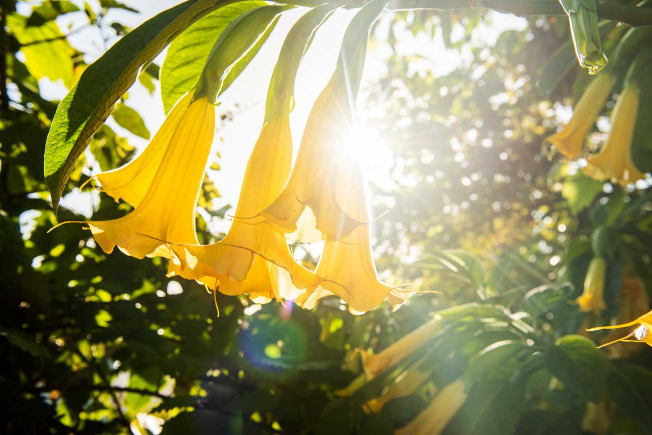 Le brugmansia : pourquoi planter cet arbuste dans votre jardin ?