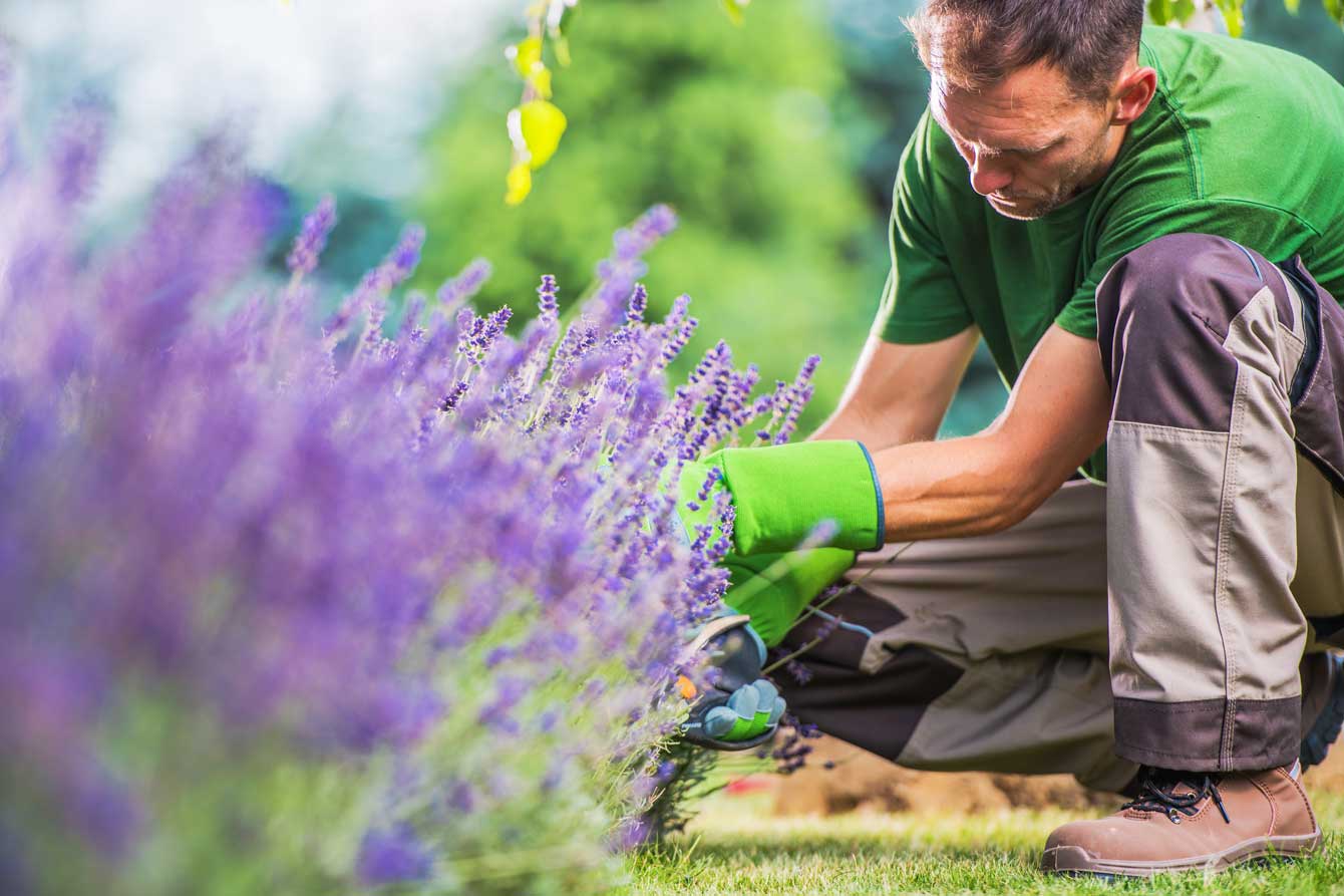 Désherber autrement : comment fabriquer un désherbant naturel pour son jardin ?