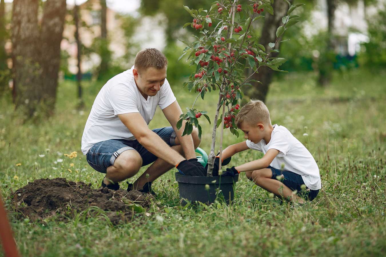 Planter un arbre : tout ce qu’il faut savoir