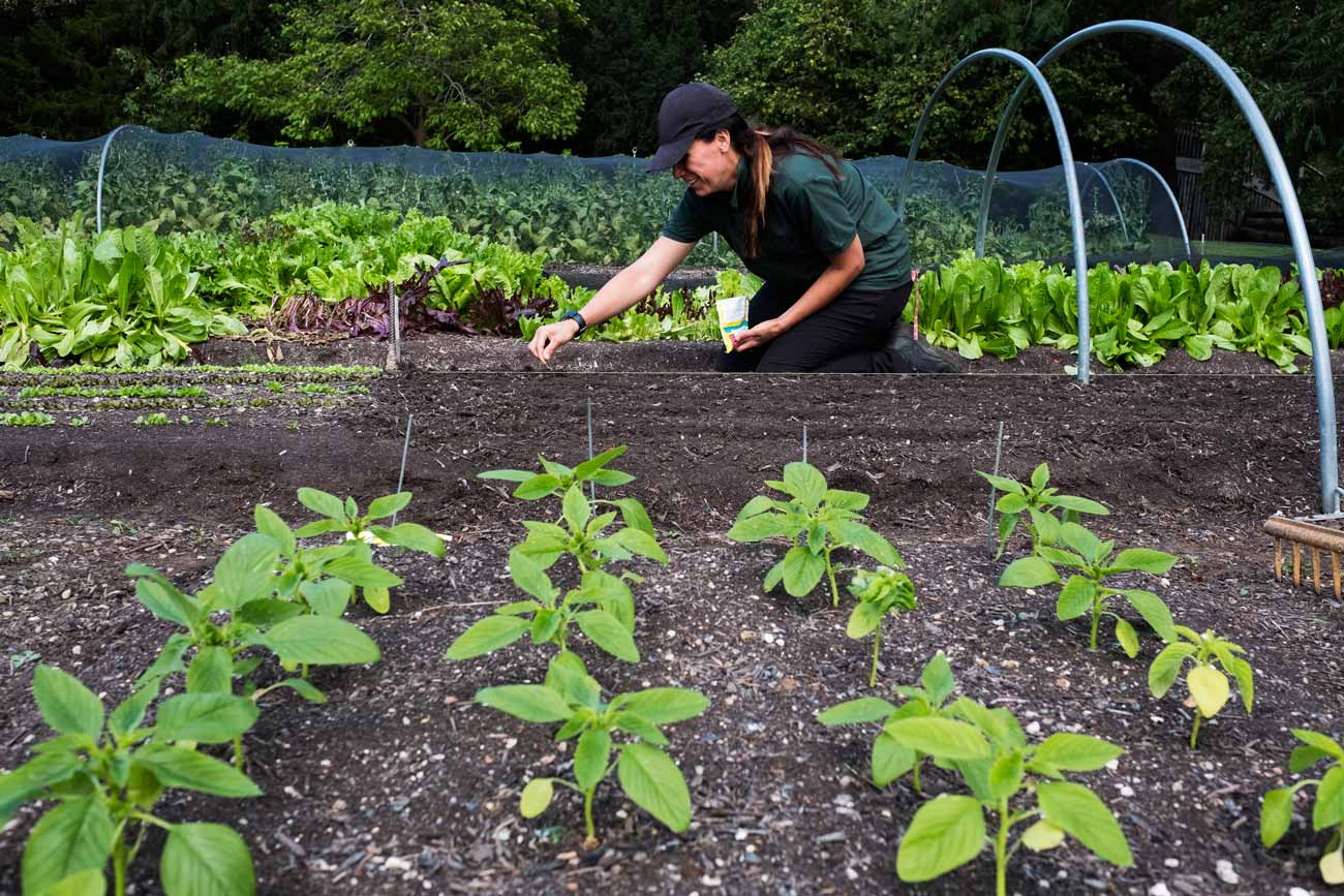 Quels légumes planter en juillet dans son potager ?