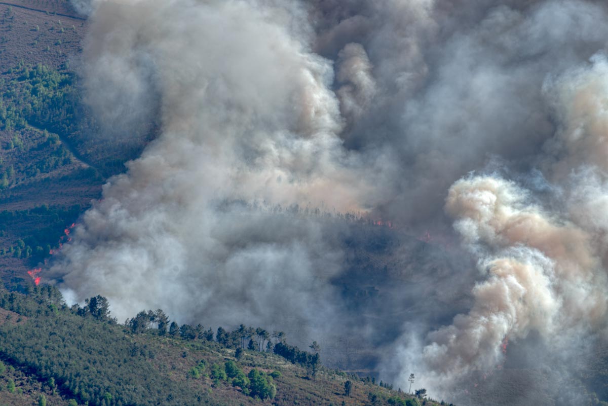 Feux de forêts : comment replanter après les incendies de l’été ?