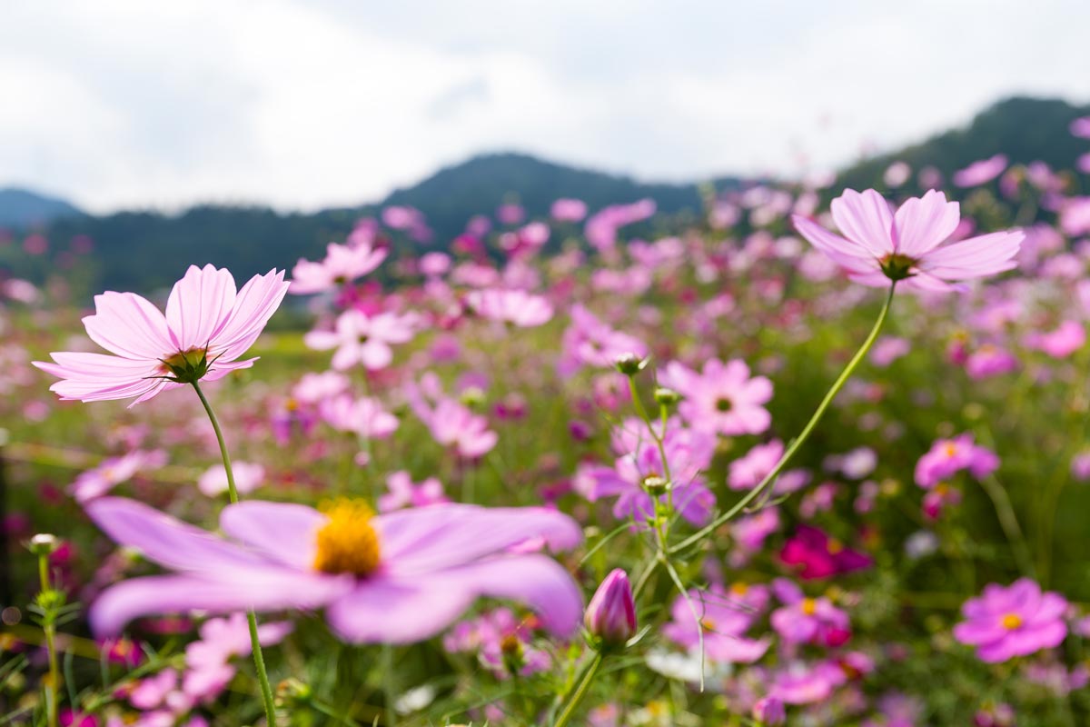 4 conseils pour un jardin fleuri toute l’année