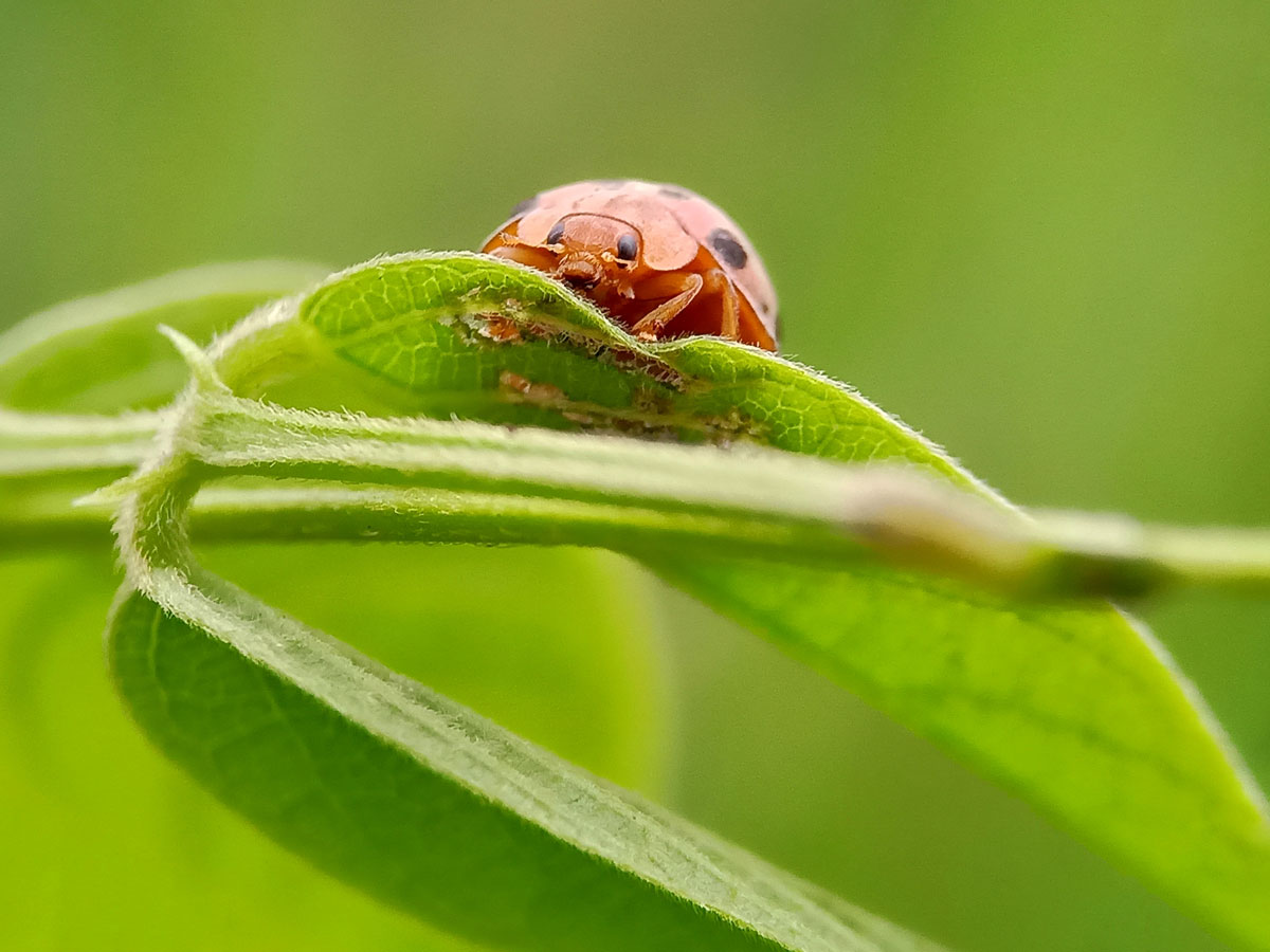 Comment attirer et garder les coccinelles dans votre jardin ?