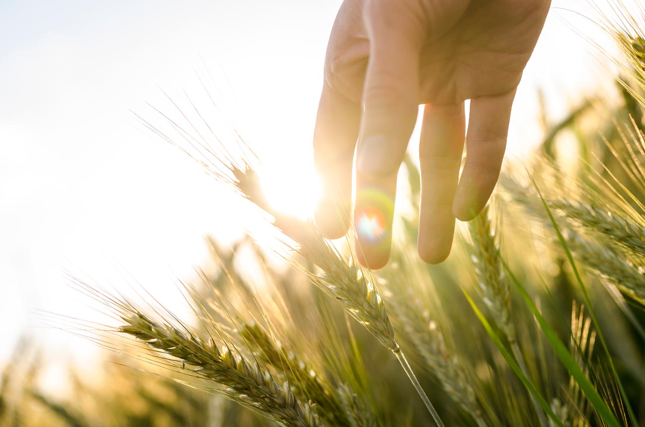 Quelle est l’utilité de la météo agricole ?