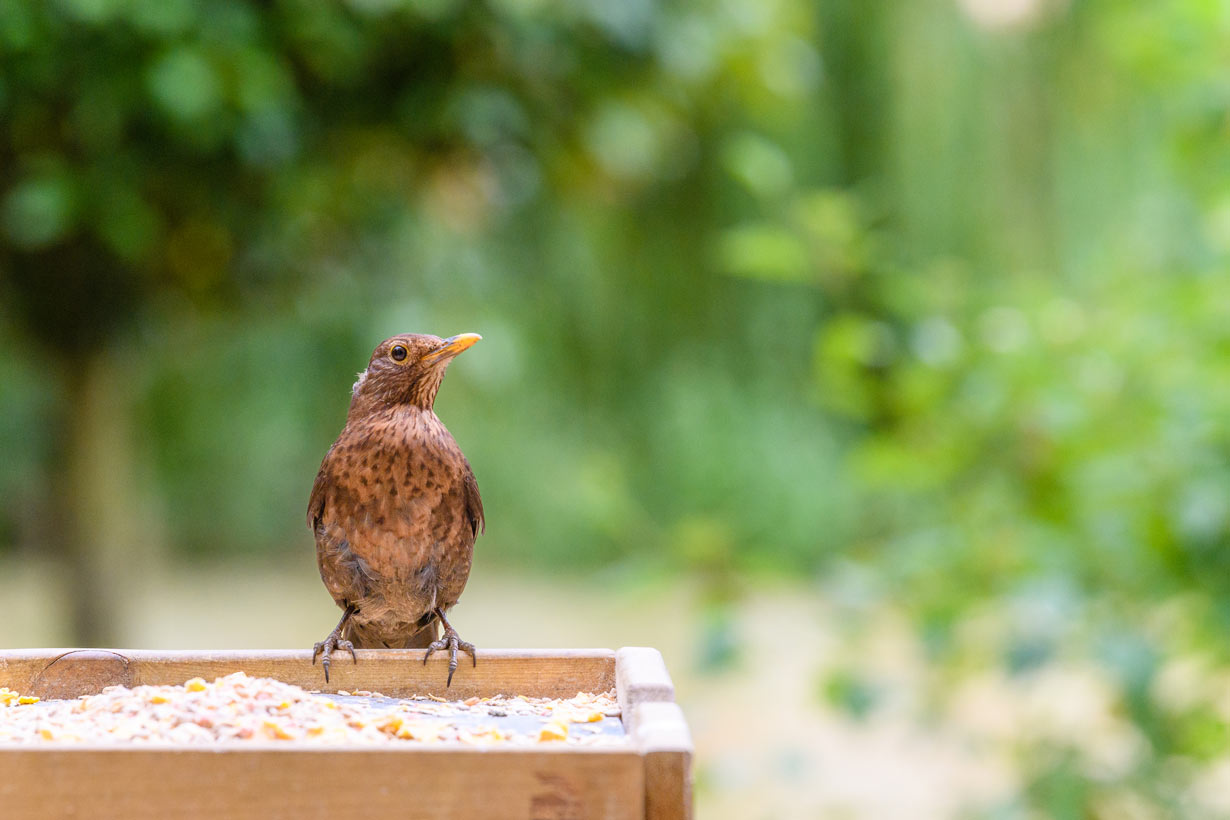 Animaux et biodiversité du jardin : comment les aider durant l’hiver ?