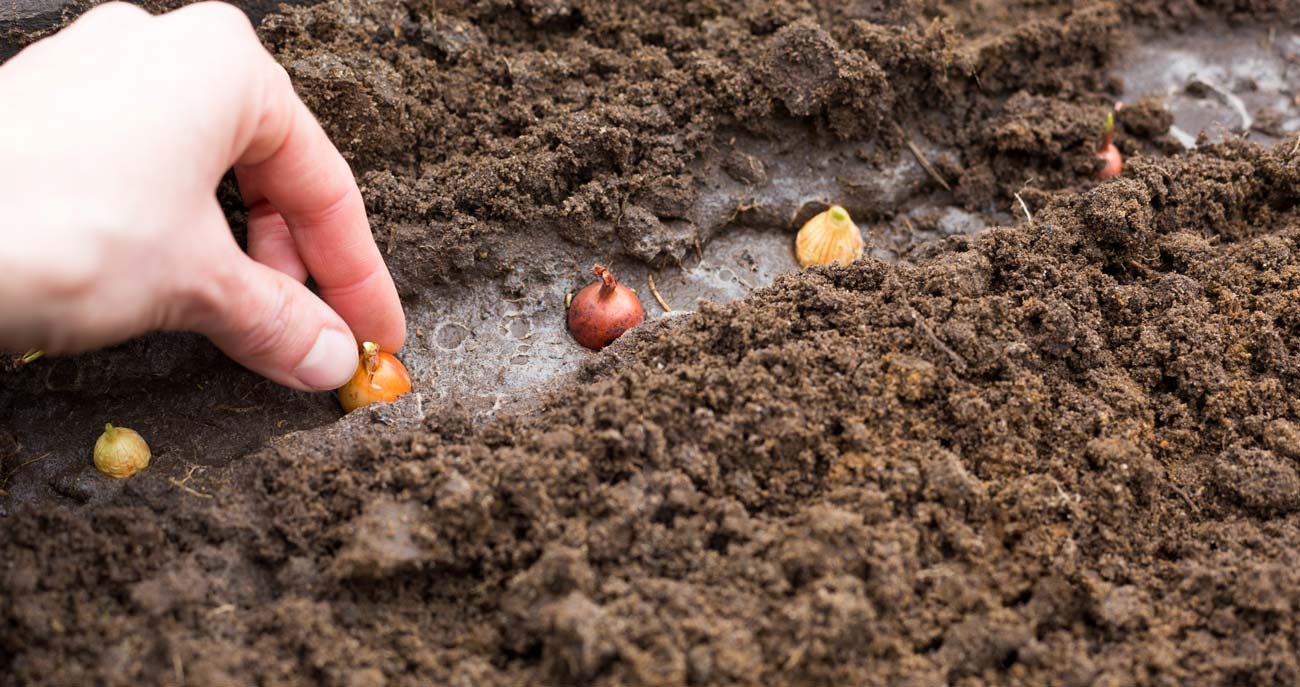 Quels bulbes de fleurs planter en automne au jardin ?