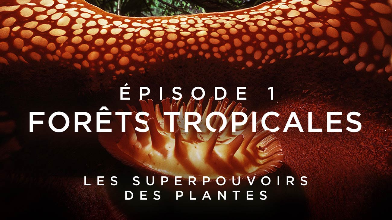 Les superpouvoirs des plantes sur France 5 : les Forêts tropicales