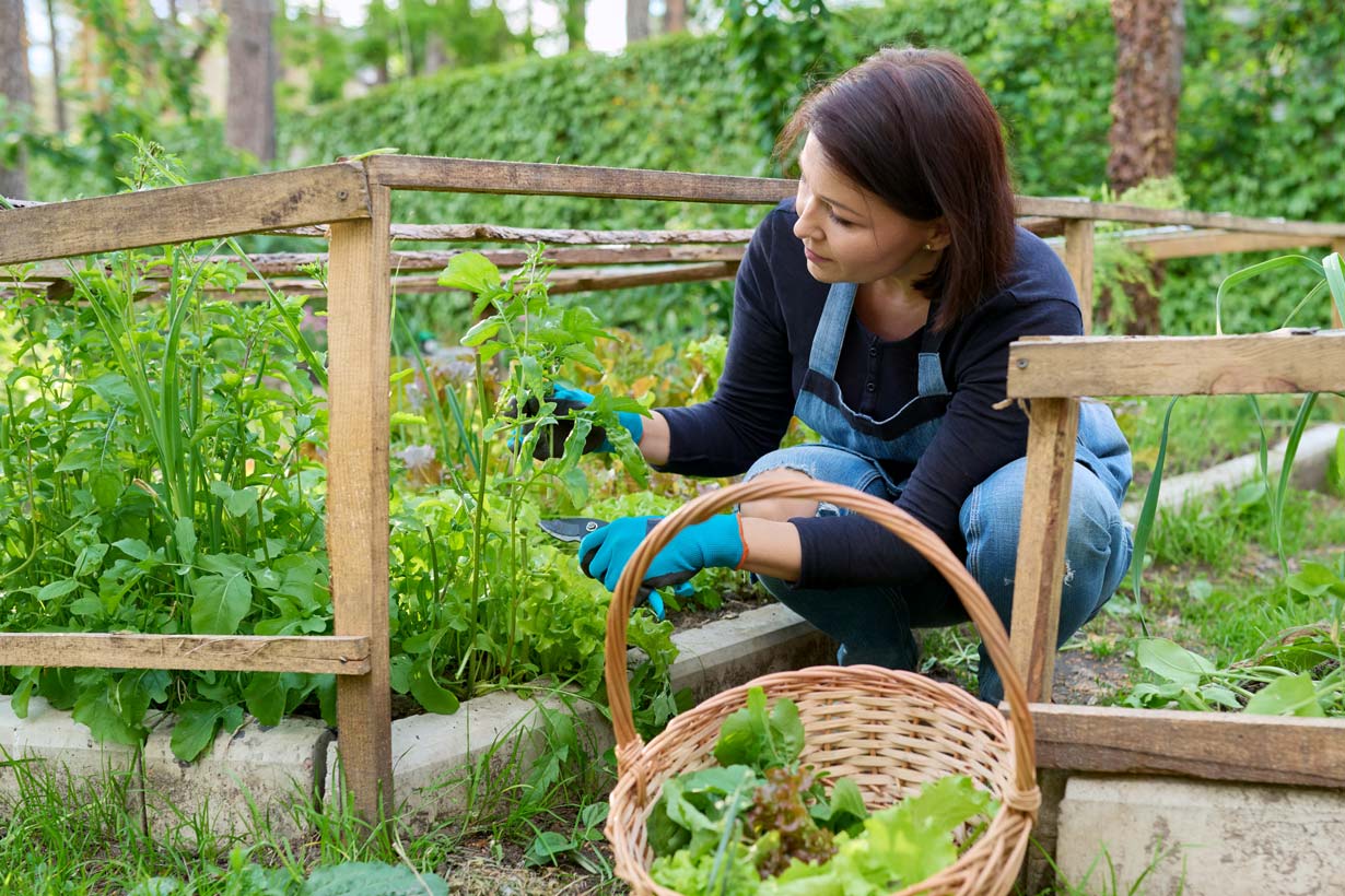 Les travaux du jardin du mois octobre