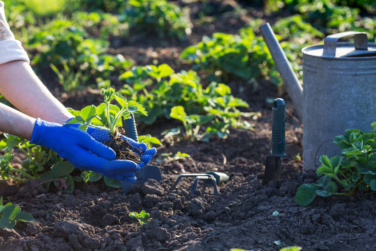 Comment mesurer et modifier le pH du sol de mon jardin ?