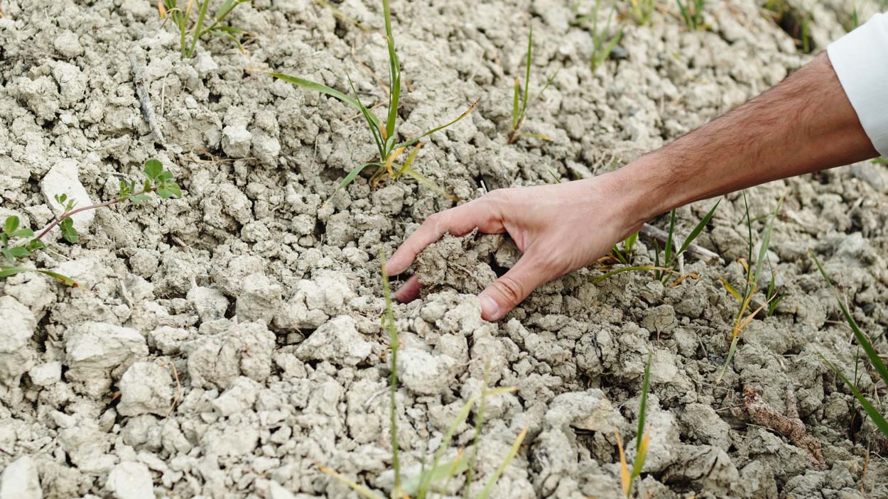 Réchauffement climatique : que des plantes xérophiles dans nos jardins ?