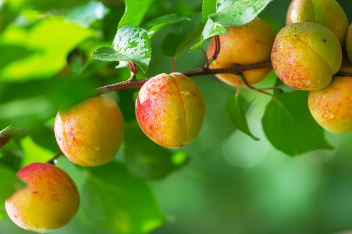 Abricotier : plantation, entretien et culture de cet arbre fruitier