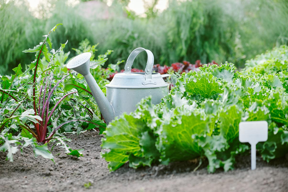 Semer de la salade dans votre potager : périodes et techniques