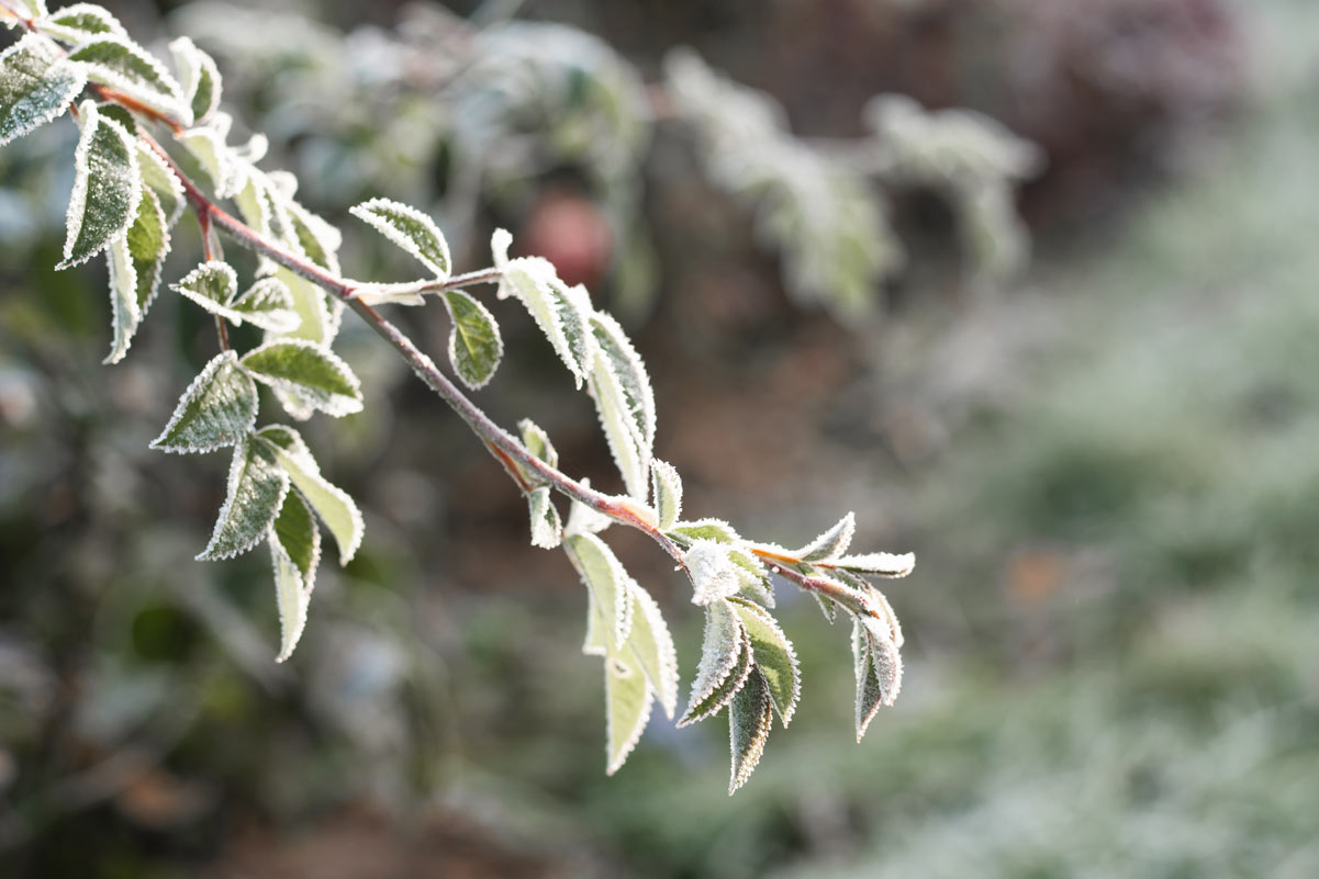 Jardin à l’abri du gel cet hiver : les bons conseils