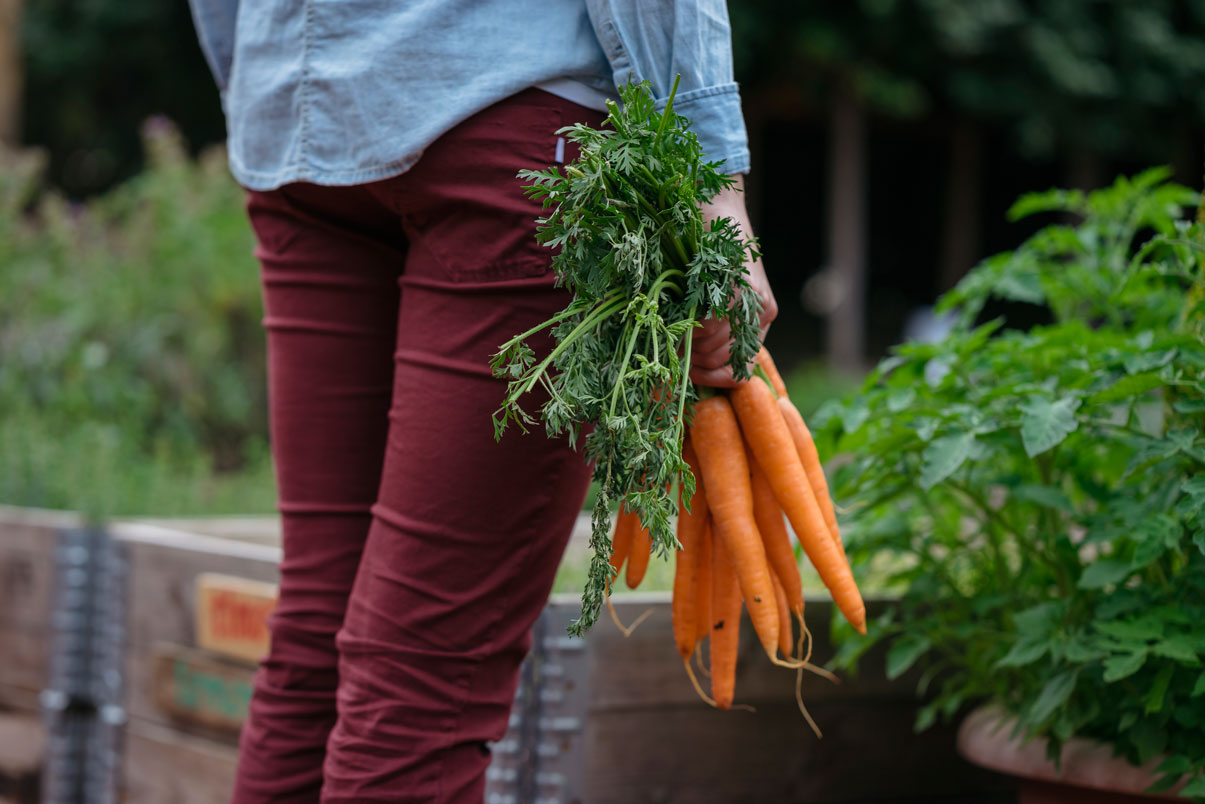 Semer des carottes dans votre potager : comment faire ?