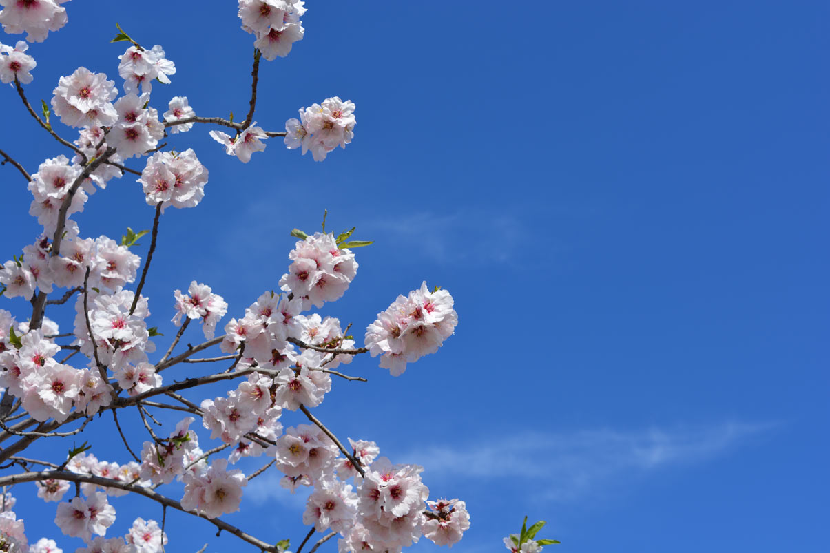 L’amandier (prunus dulcis) : tout savoir sur cet arbre fruiter