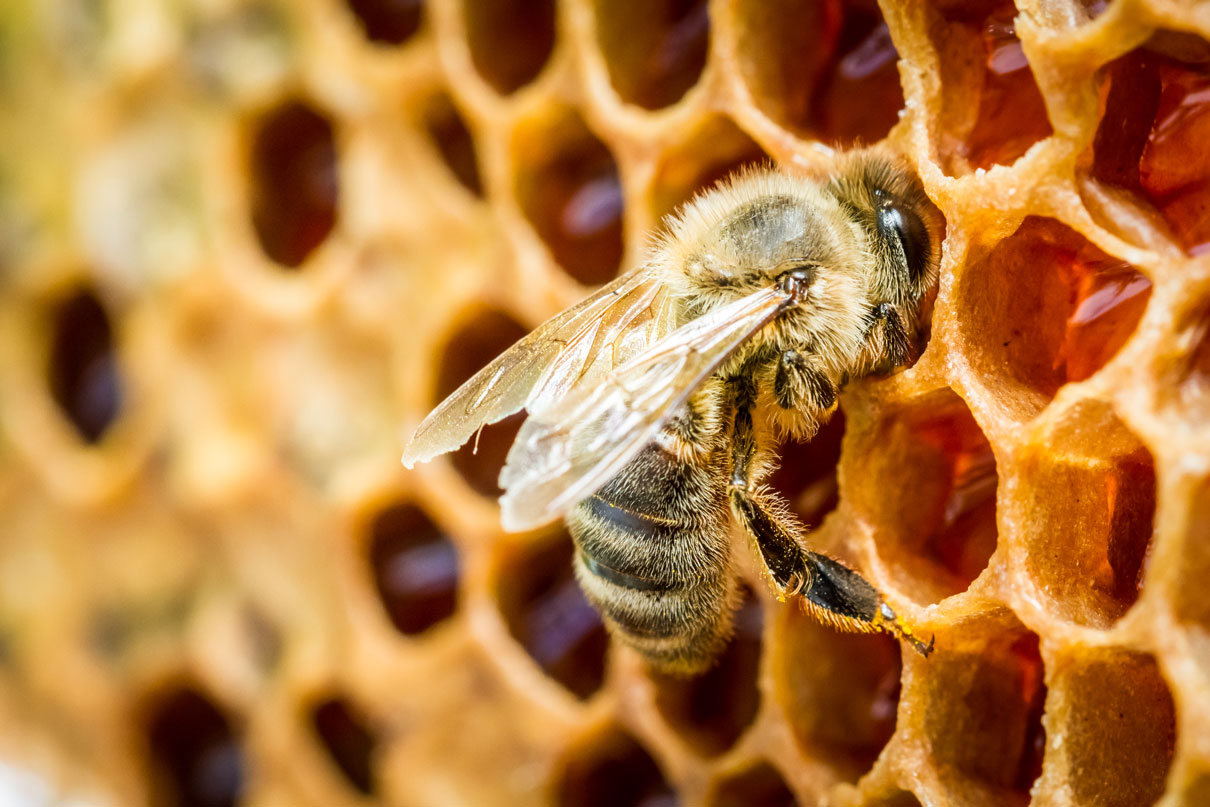 Les étapes pour installer une ruche à côté de votre potager