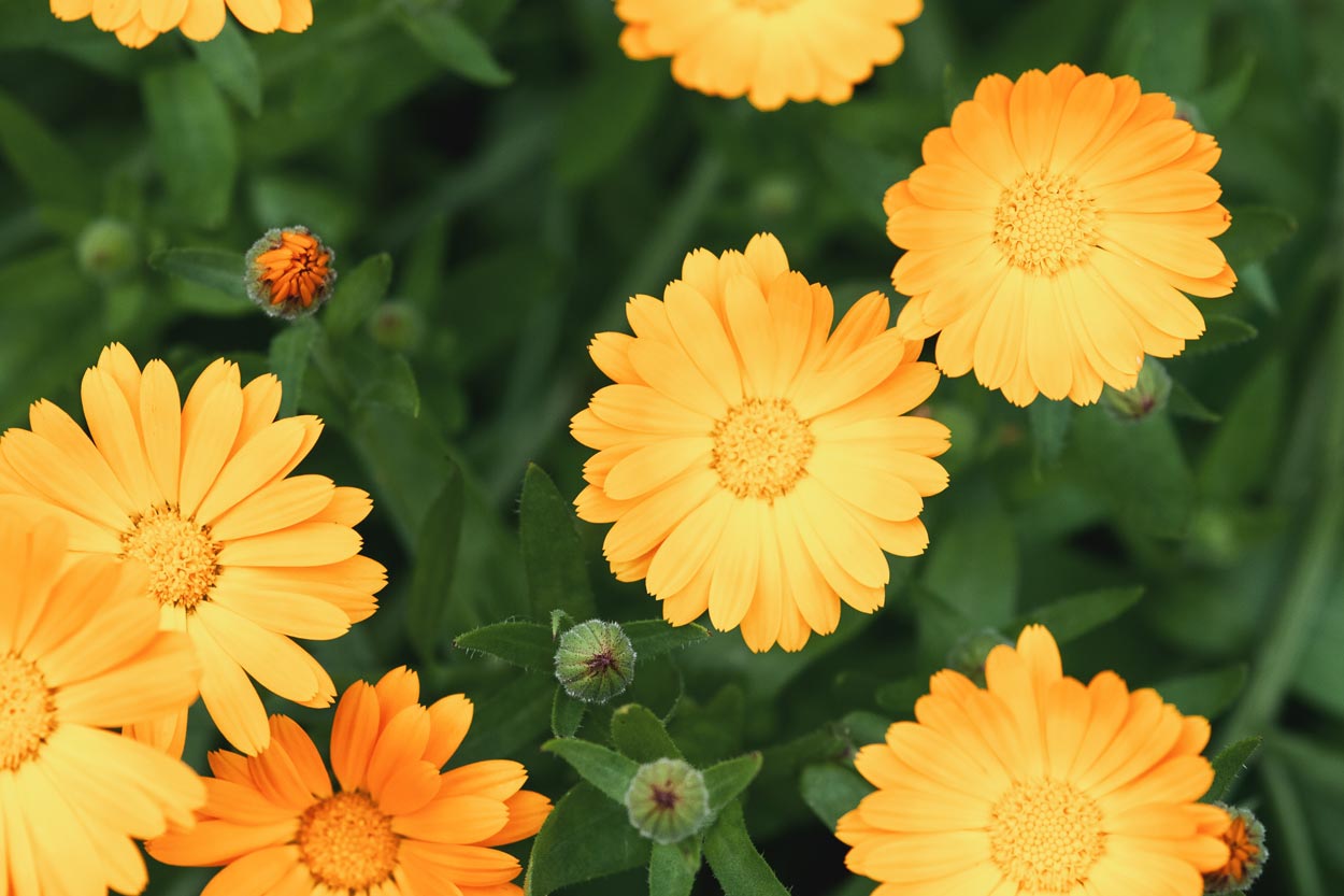 Calendula officinalis ou Soucis des jardins : plante aux nombreux bienfaits