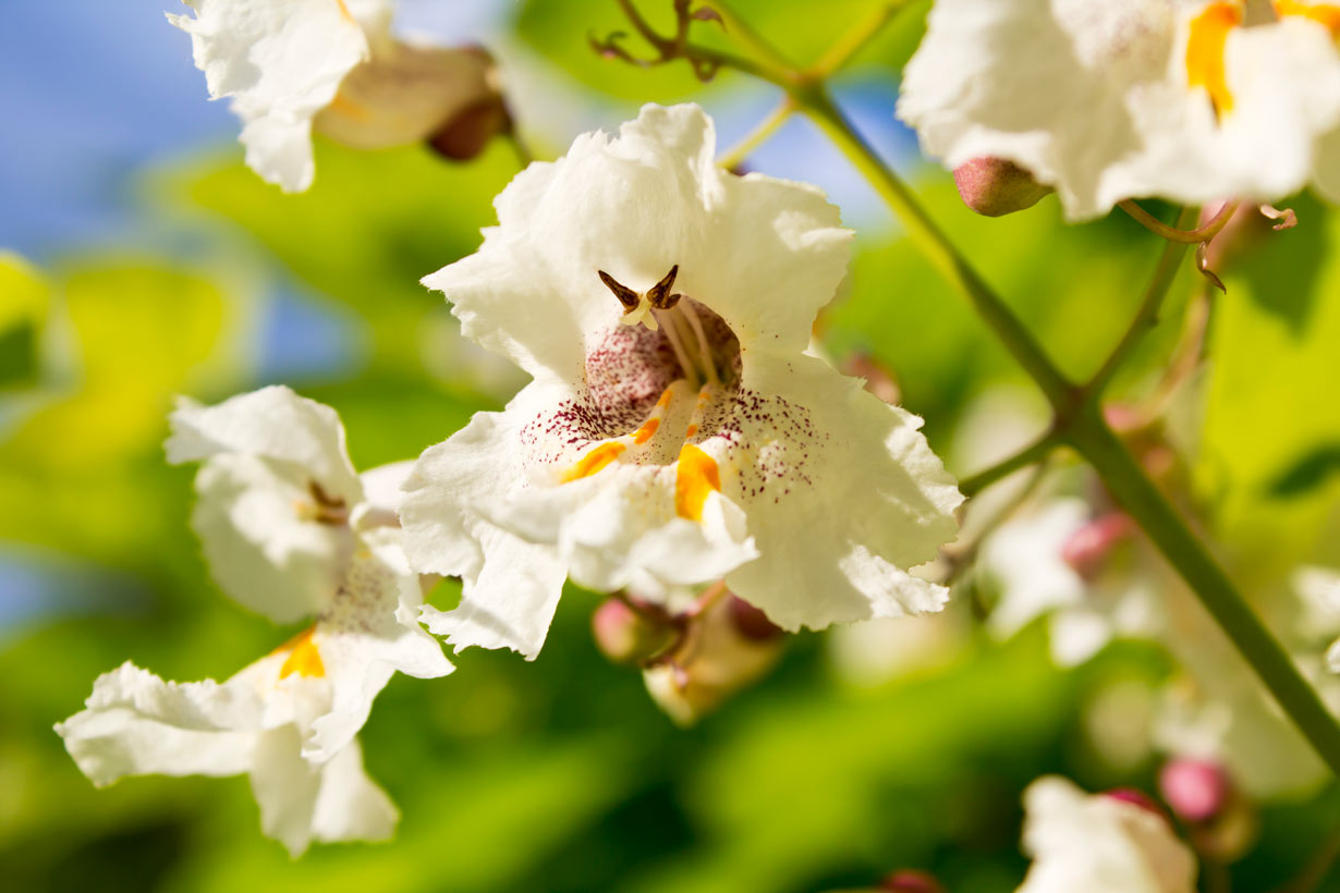 Le Catalpa (Catalpa bignonioides) : un atout majestueux pour votre jardin