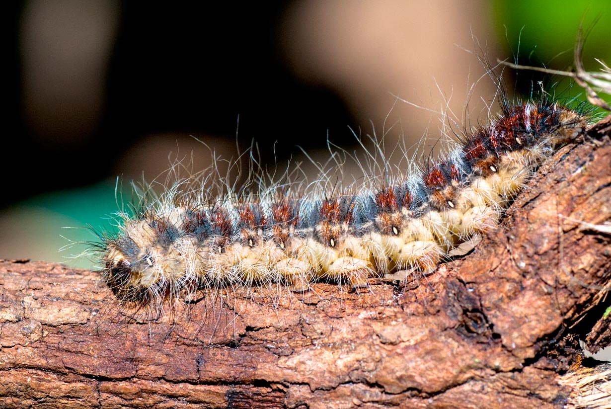 Chenilles processionnaires : comment s’en débarrasser dans le jardin ?