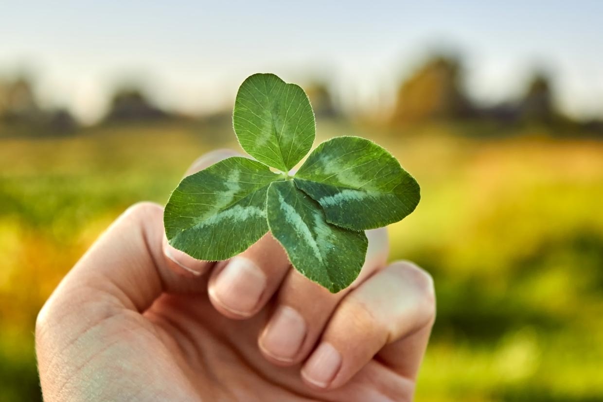 Le trèfle, symbole de la Saint-Patrick : quel est son rôle dans votre jardin ?