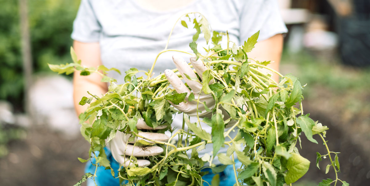 Les « mauvaises herbes » au jardin : amies ou ennemies ?