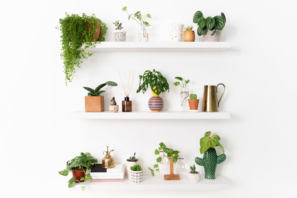 7 plantes d’intérieur parfaites pour votre santé faciles d’entretien