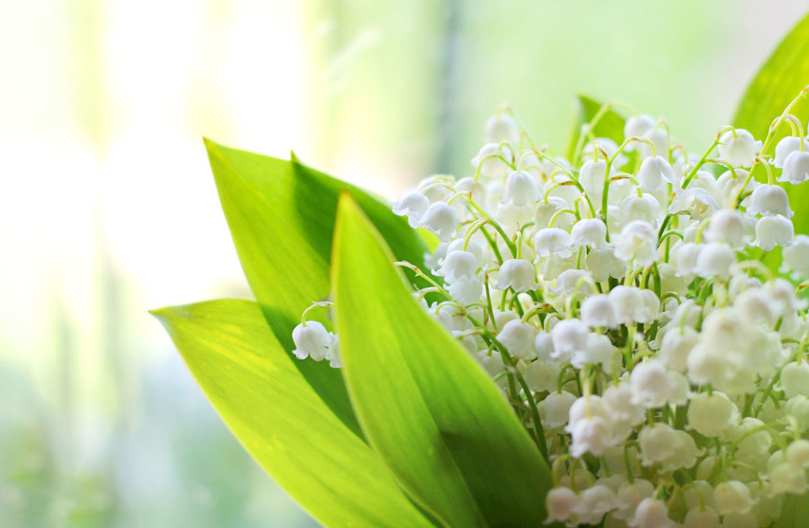 Vente de Muguet le 1er mai les règles et les astuces à connaître