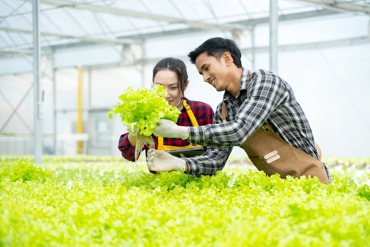 Adoptez l’aquaponie pour économiser l’eau dans votre potager