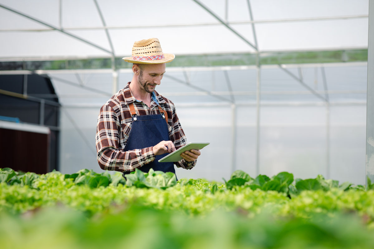 Jardinage hydroponique : apprenez à faire pousser vos plantes sans terre