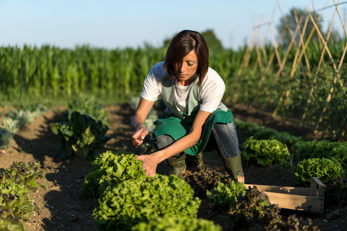 Gérer au quotidien votre potager : les 10 meilleurs conseils pratiques