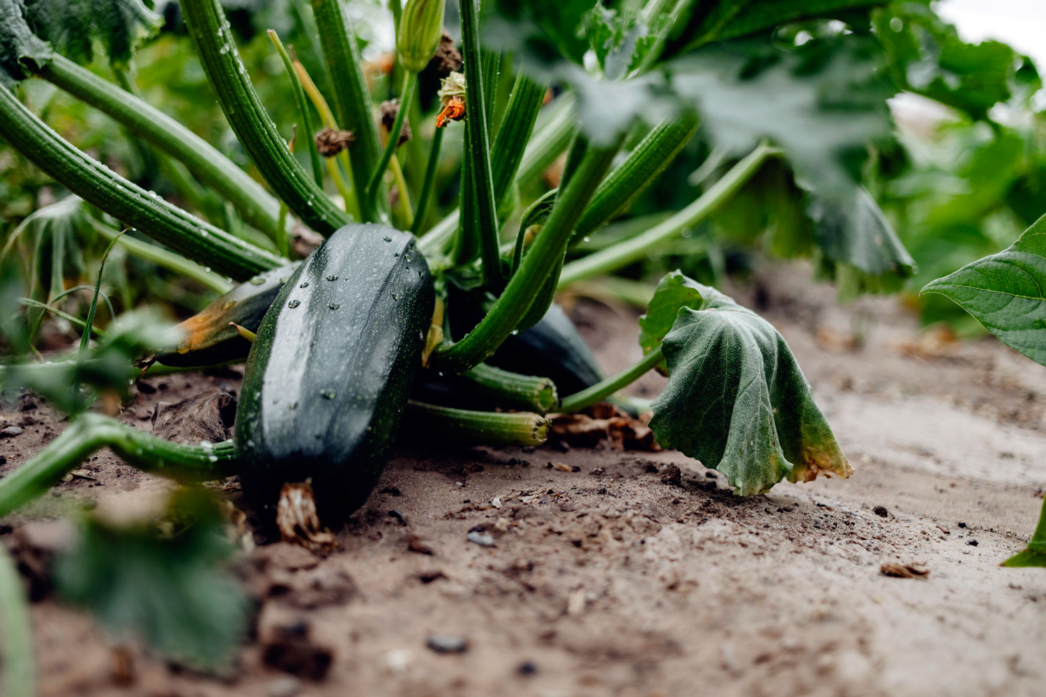 Réussir la culture des courgettes dans votre potager : les bonnes astuces