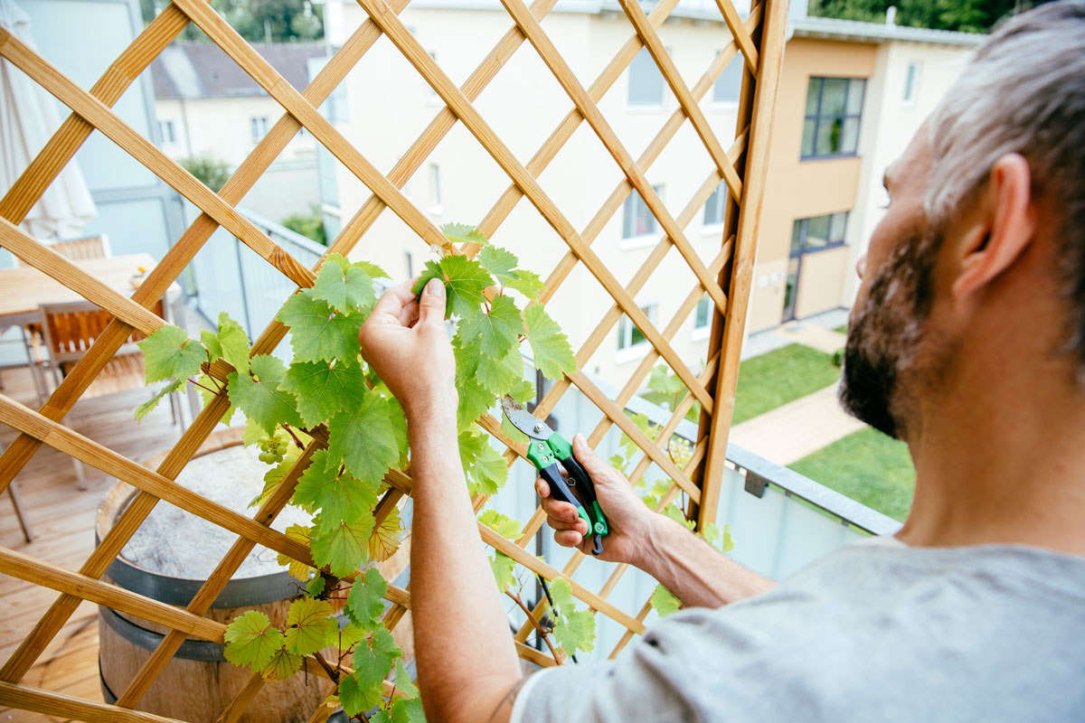 Créez votre jardin vertical avec des plantes grimpantes à pousse rapide