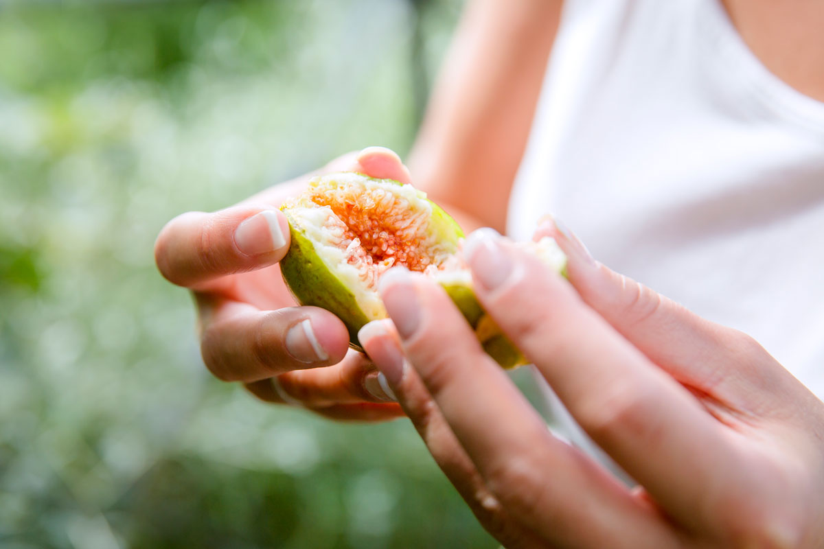 Découvrez 5 arbres fruitiers à cultiver facilement à l’intérieur