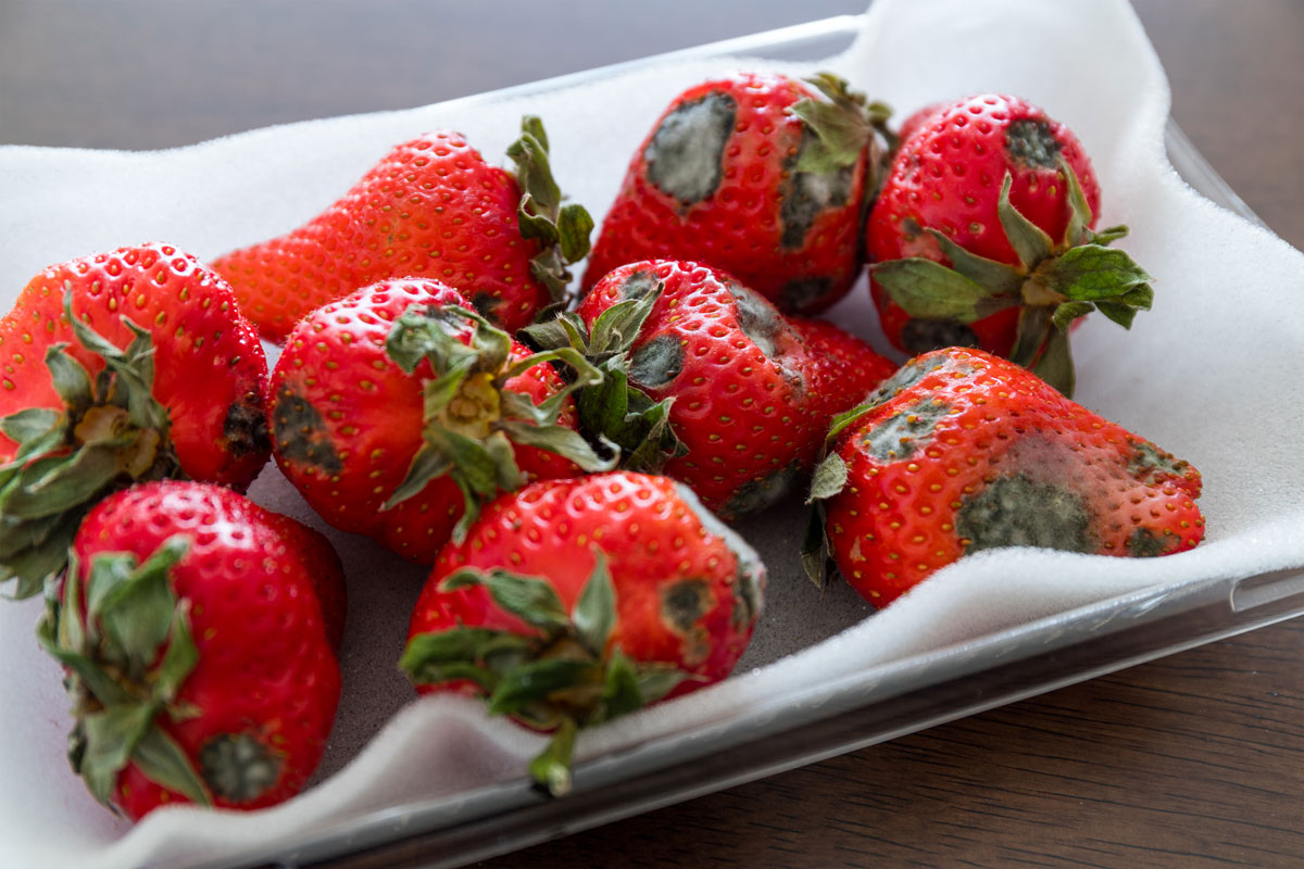 Fraises du jardin : évitez ces erreurs simples qui gâchent votre récolte