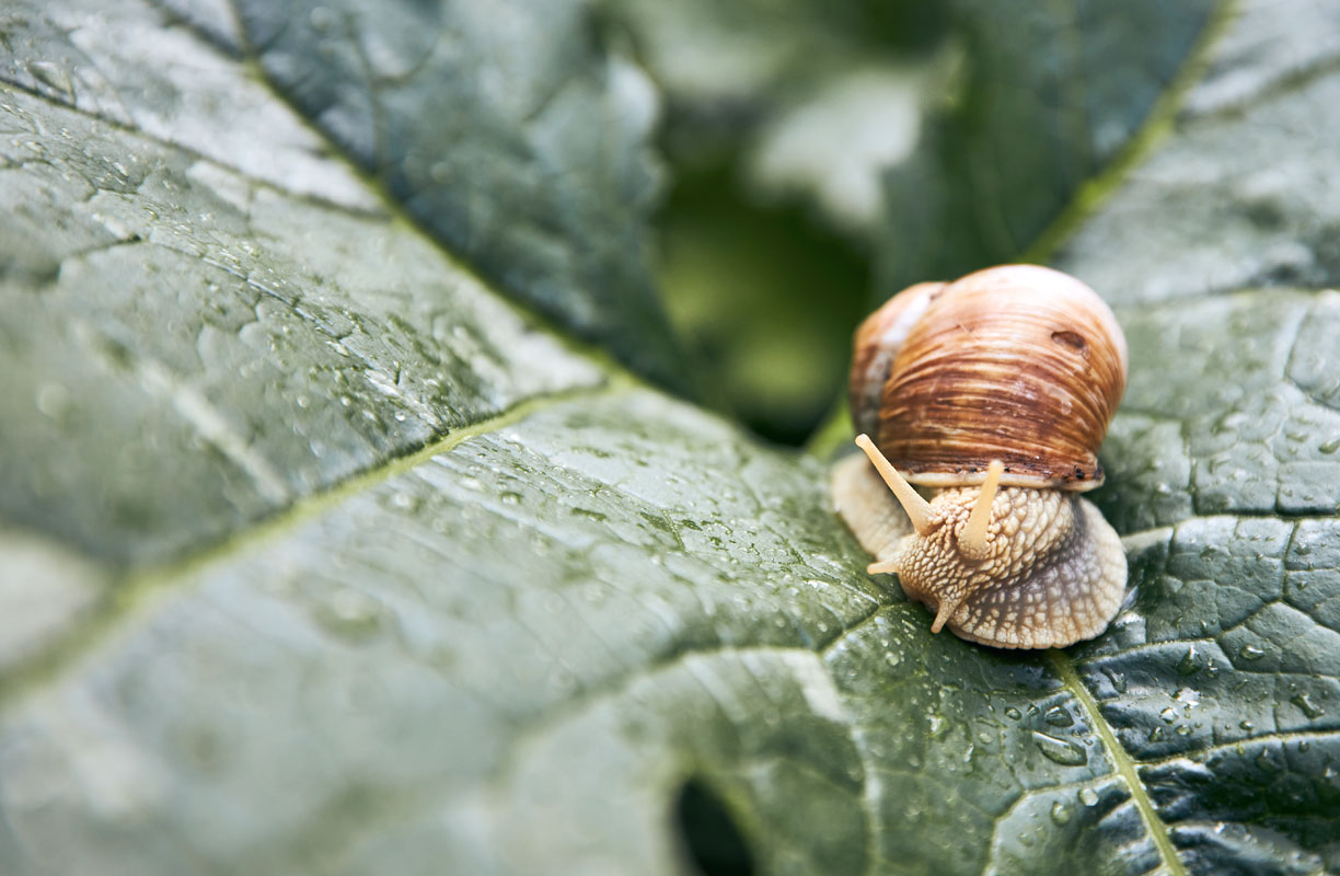 Des escargots dans votre potager ? 5 astuces pour protéger vos légumes