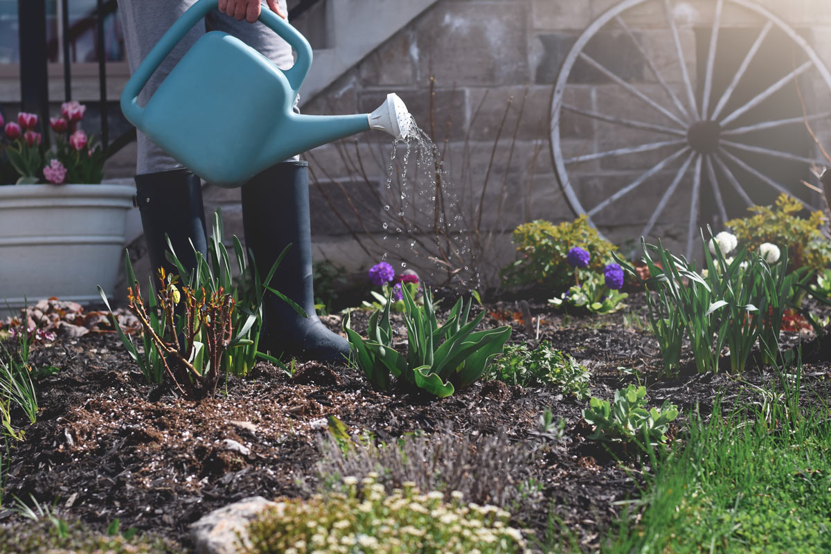 Découvrez les meilleures plantes pour un jardin économe en eau