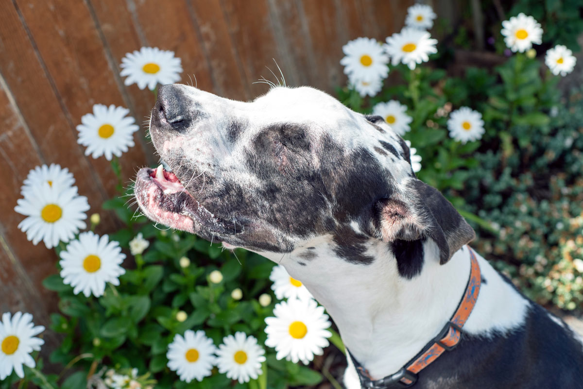 7 plantes toxiques pour votre chien : Évitez-les dans votre jardin