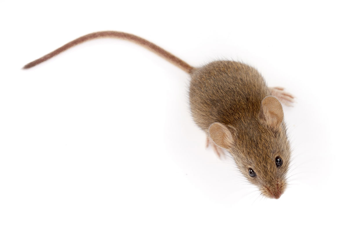 Souris et les rats dans votre maison découvrez 15 astuces infaillibles