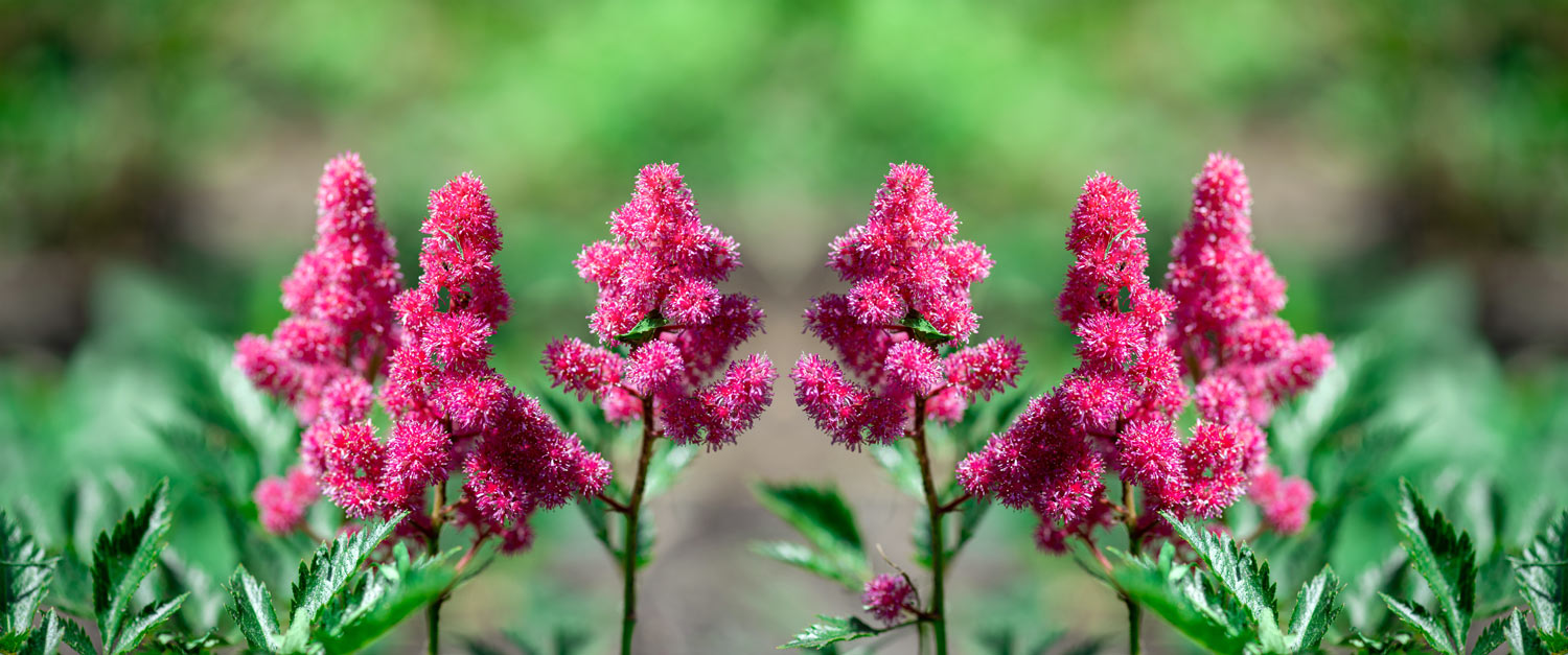 Les 9 Plantes vivaces parfaites pour votre jardin tout au long de l’année