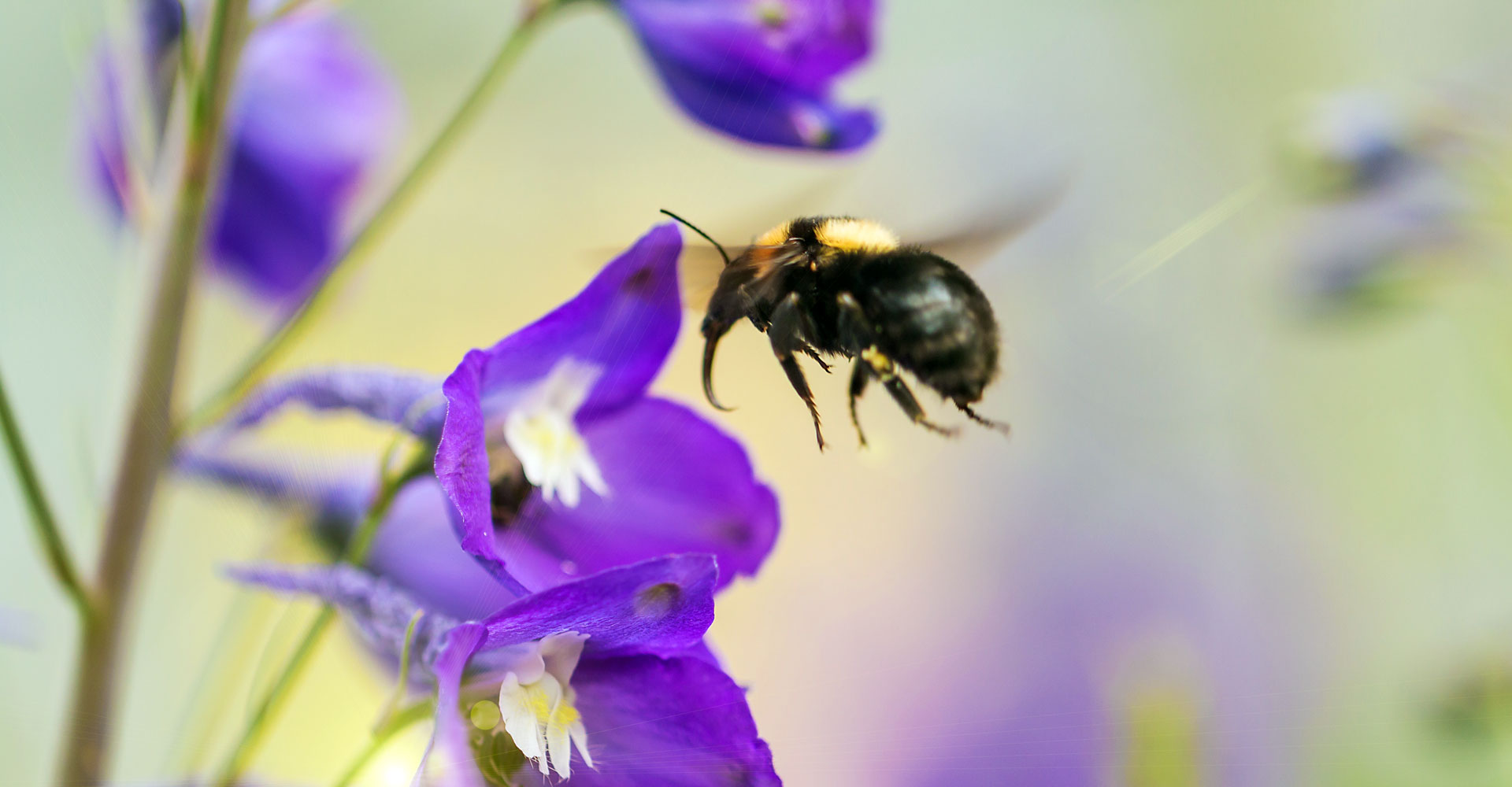 Découvrez 7 plantes populaires qui peuvent détruire votre jardin